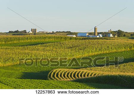 Alfalfa fields and corn fields that are terraced among dairy farms; Iowa, United States of America View Large Photo Image Stock Image - Alfalfa fields and corn fields that are terraced among dairy farms; Iowa, United States of America. Fotosearch