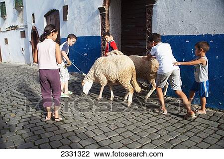 Stock Image - Algeria, Children leading sheep for Eid al-Adha Feast through Casbah; Algiers. Fotosearch