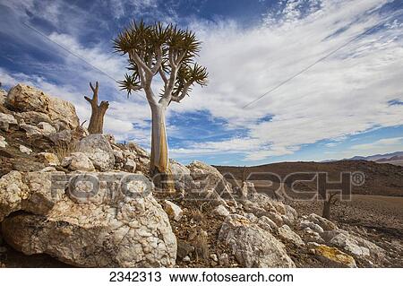 Stock Image - Alive Quiver Tree Among Dead Peers; Namibia. Fotosearch