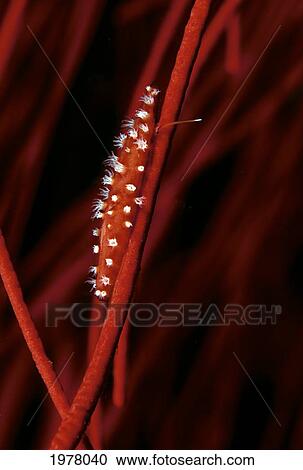 Stock Image - Allied Cowry (Aclyvolva Lanceolata) on Whip Coral; Fiji. Fotosearch