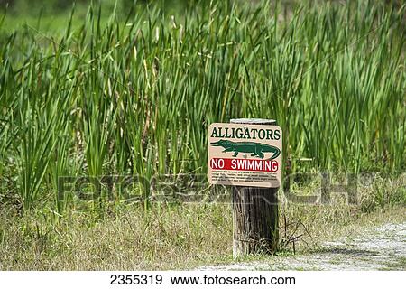 Alligator Warning Sign At Tosohatchee Wildlife Management Area; Florida, United States Of America View Large Photo Image Stock Photo - Alligator Warning Sign At Tosohatchee Wildlife Management Area; Florida, United States Of America. Fotosearch