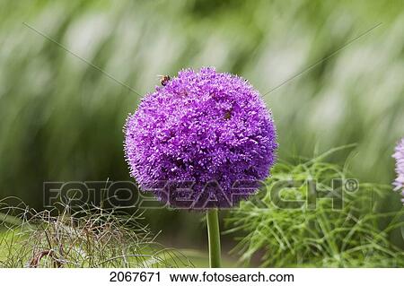 Allium Stipitatum, Cheverny, France View Large Photo Image Stock Image - Allium Stipitatum, Cheverny, France. Fotosearch