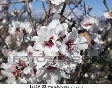 Almond blossom, near Malaga; Vinuela, Andalusia, Spain View Large Photo Image Stock Image - Almond blossom, near Malaga; Vinuela, Andalusia, Spain. Fotosearch