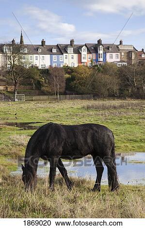 Stock Image - Alnmouth, Northumberland, England; A Horse Grazing With A Residential Area Nearby. Fotosearch