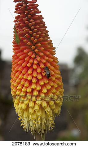 Stock Photo - Aloe Flower, Andasibe-Mantadia National Park, Toamasina Province, Madagascar. Fotosearch