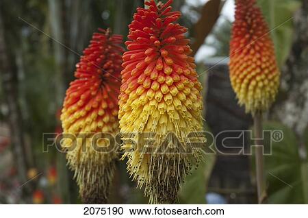 Stock Image - Aloe Flowers, Andasibe-Mantadia National Park, Toamasina Province, Madagascar. Fotosearch