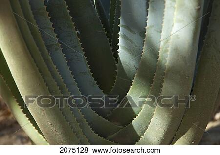 Aloe Plant (Aloe Suzannae ), Arboretum D'antsokay, Toliara Province, Madagascar View Large Photo Image Stock Photo - Aloe Plant (Aloe Suzannae ), Arboretum D'antsokay, Toliara Province, Madagascar. Fotosearch