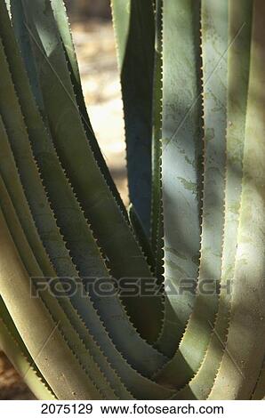 Stock Photo - Aloe Plant (Aloe Suzannae ), Arboretum D'antsokay, Toliara Province, Madagascar. Fotosearch