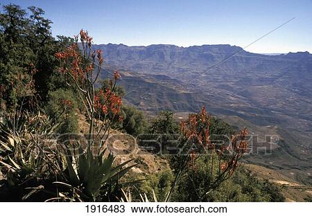 Stock Image - Aloe Vera Plant And Simien Mountains ÃƒÆ’Ã‚Â¡. Fotosearch