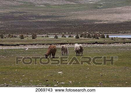Stock Image - Alpacas, Sama National Park, Tarija, Bolivia. Fotosearch