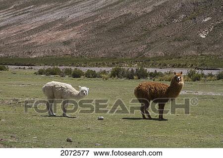 Stock Photo - Alpacas, Turco, Bolivia. Fotosearch
