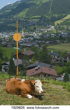 Stock Photograph - Alpine cattle. Kitzbuehel, Tyrol, Austria.. Fotosearch