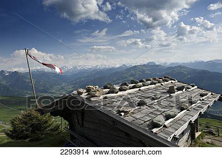 Picture - Alpine flower garden. Kitzbuheler Horn. Kitzbuehel, Tyrol, Austria.. Fotosearch