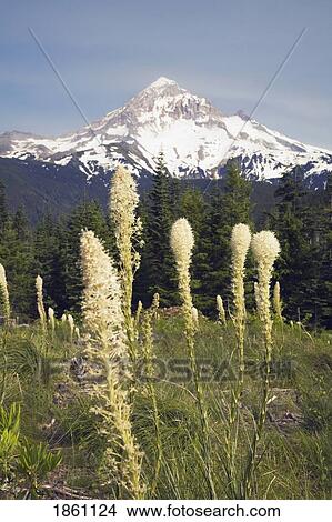 Picture - Alpine Meadow With Snow-Capped Mountain. Fotosearch