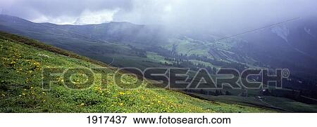 Stock Photo - Alpine Pasture. Fotosearch