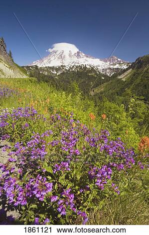 Stock Image - Alpine Wildflowers. Fotosearch