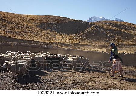 Stock Image - Amaryan Woman Herding Sheep. Fotosearch