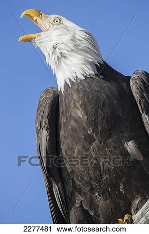Stock Image - American bald eagle; Alaska usa. Fotosearch