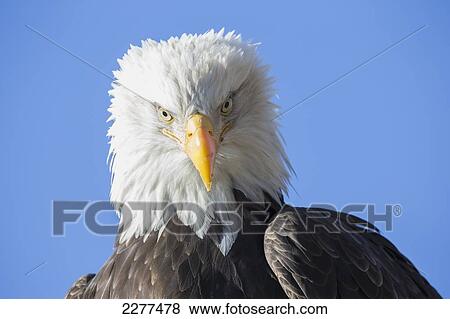 American bald eagle; Alaska usa View Large Photo Image Stock Photo - American bald eagle; Alaska usa. Fotosearch