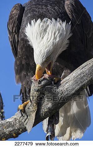 Stock Photo - American bald eagle eating a salmon; Alaska usa. Fotosearch