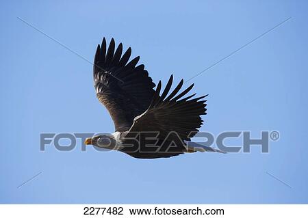 Stock Image - American bald eagle in flight; Alaska usa. Fotosearch