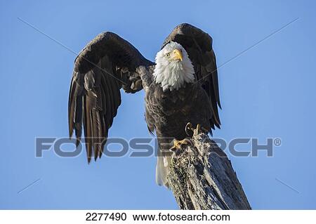 American bald eagle perched on a branch; Alaska usa View Large Photo Image Stock Image - American bald eagle perched on a branch; Alaska usa. Fotosearch