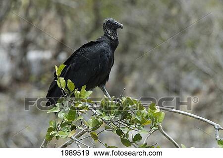 Stock Photo - American Black Vulture (Coragyps Atratus), Canyon Sink, Chiapas, Mexico. Fotosearch