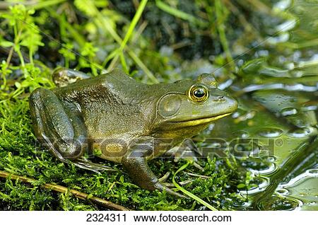 American bullfrog; Pointe-des-Cascades, Quebec, Canada View Large Photo Image Stock Image - American bullfrog; Pointe-des-Cascades, Quebec, Canada. Fotosearch