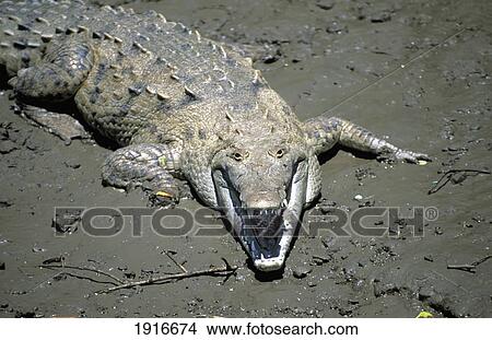 American Crocodile View Large Photo Image Picture - American Crocodile. Fotosearch