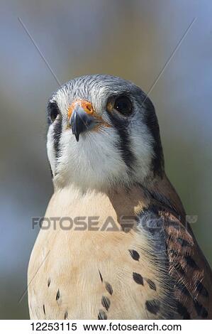 Stock Photography - American kestrel in breeding plumage; Connecticut, USA. Fotosearch