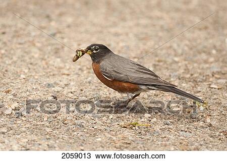 American Robin Collecting Worms, Ontario View Large Photo Image Stock Image - American Robin Collecting Worms, Ontario. Fotosearch