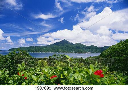 American Samoa, Pago Pago Harbor, Greenery And Flowers, Clouds In Sky View Large Photo Image Stock Photography - American Samoa, Pago Pago Harbor, Greenery And Flowers, Clouds In Sky. Fotosearch