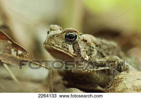 American Toad; Les Cedres Quebec Canada View Large Photo Image Stock Image - American Toad; Les Cedres Quebec Canada. Fotosearch