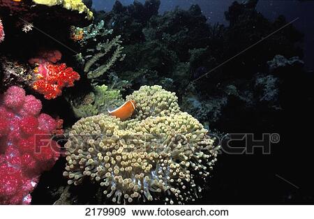 Stock Photo - Amphiprion perideraion, Pink anemone fish in anemone, Rainbow reef; Taveuni, Fiji. Fotosearch