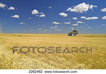 Stock Image - An Abandoned House In A Wheat Field; Washington United States Of America. Fotosearch