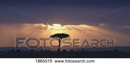 Stock Photo - An Acacia Tree And Wildebeest Under A Sunset; Kenya, Africa. Fotosearch