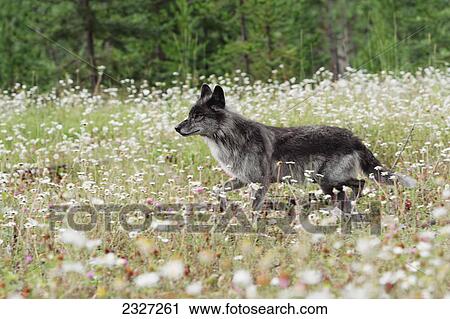 An alert gray wolf in a field of wildflowers; Golden british columbia canada View Large Photo Image Stock Image - An alert gray wolf in a field of wildflowers; Golden british columbia canada. Fotosearch