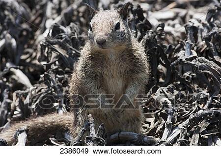 Stock Photo - An alert squirrel; California, United States of America. Fotosearch