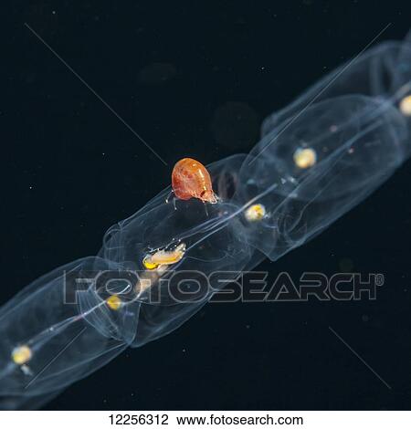 An amphipod riding a chain of salps; Island of Hawaii, Hawaii, United States of America View Large Photo Image Stock Image - An amphipod riding a chain of salps; Island of Hawaii, Hawaii, United States of America. Fotosearch