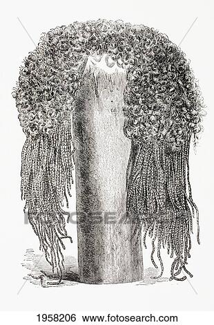 Stock Photograph - An Ancient Egyptian Wig. From El Mundo Ilustrado, Published Barcelona, 1880.. Fotosearch