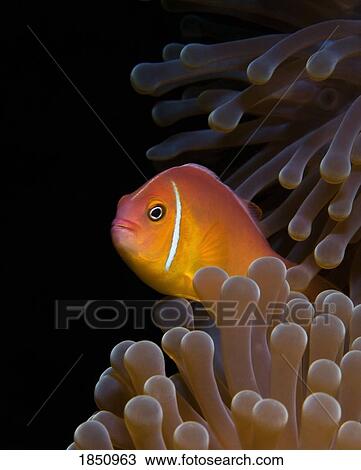 Stock Image - An Anemone Fish. Fotosearch