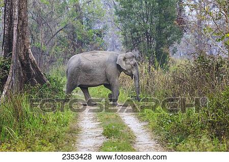 Stock Photo - An Elephant Crosses A Trail In Manas National Park; India. Fotosearch