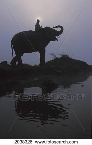 Stock Photograph - An Elephant With Its Mahout Stand At The Edge Of The Rapti River Near Sauraha And Chitwan National Park; Nepal. Fotosearch