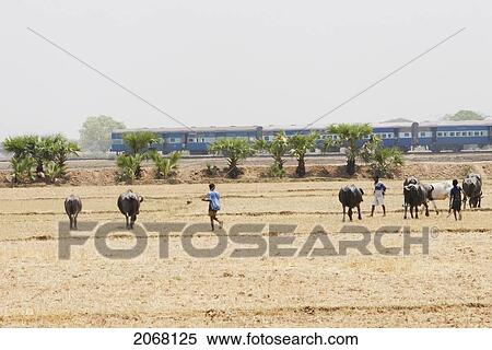 An Indian Train Travels Through The Countryside In Rajgir, Bihar, India View Large Photo Image Stock Photography - An Indian Train Travels Through The Countryside In Rajgir, Bihar, India. Fotosearch