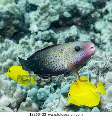 Stock Image - An Initial phase Bullethead Parrotfish (Chlorurus sordidus) near coral reef; Kona, Island of Hawaii, Hawaii, United States of America. Fotosearch