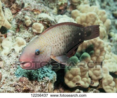 An initial phase Bullethead Parrotfish (Chlororus sordidus) near a coral reef; Kona, Island of Hawaii, Hawaii, United States of America View Large Photo Image Stock Photo - An initial phase Bullethead Parrotfish (Chlororus sordidus) near a coral reef; Kona, Island of Hawaii, Hawaii, United States of America. Fotosearch