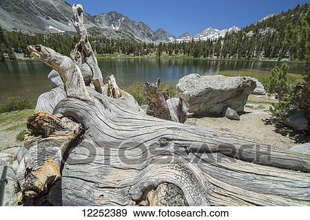 An old tree trunk lays on the shores of an unnamed alpine lake in California's Sierra Nevada Mountains; California, United States of America View Large Photo Image Stock Photo - An old tree trunk lays on the shores of an unnamed alpine lake in California's Sierra Nevada Mountains; California, United States of America. Fotosearch