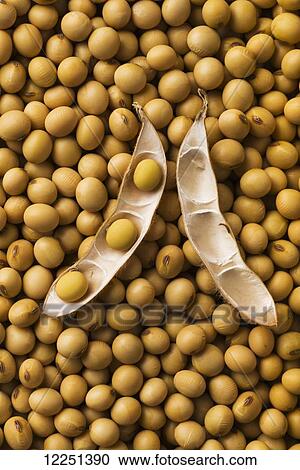 An open soybean pod laying on a pile of dried, mature soybeans View Large Photo Image Stock Image - An open soybean pod laying on a pile of dried, mature soybeans. Fotosearch