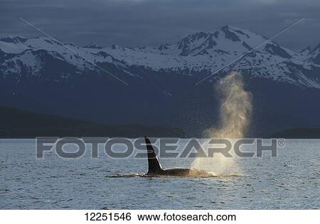 Stock Photograph - An Orca Whale (Orcinus orca), a male indicated by the height of its dorsal fin, surfaces in Lynn Canal on a summer evening, Inside Passage; Alaska, United States of America. Fotosearch