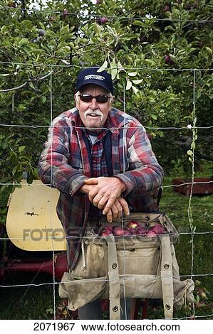 Stock Photo - An Orchard Farmer Picking Apples, Okanagan Valley, British Columbia. Fotosearch